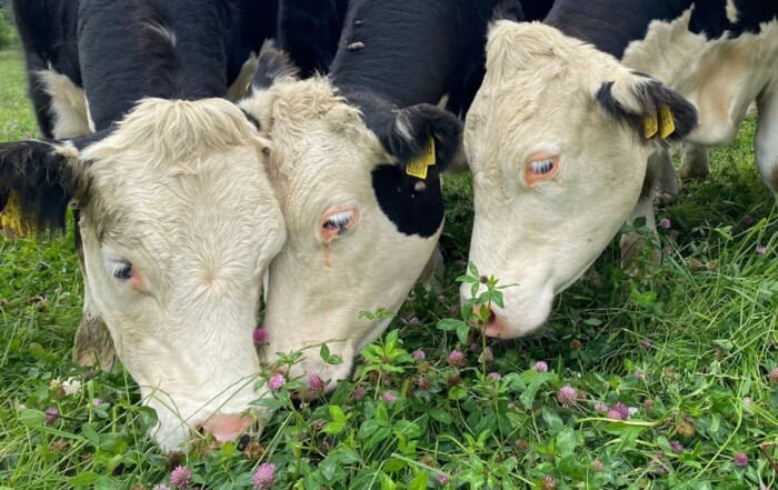 Three black and white cows closely grazing on a multispecies sward with green grass and clover.