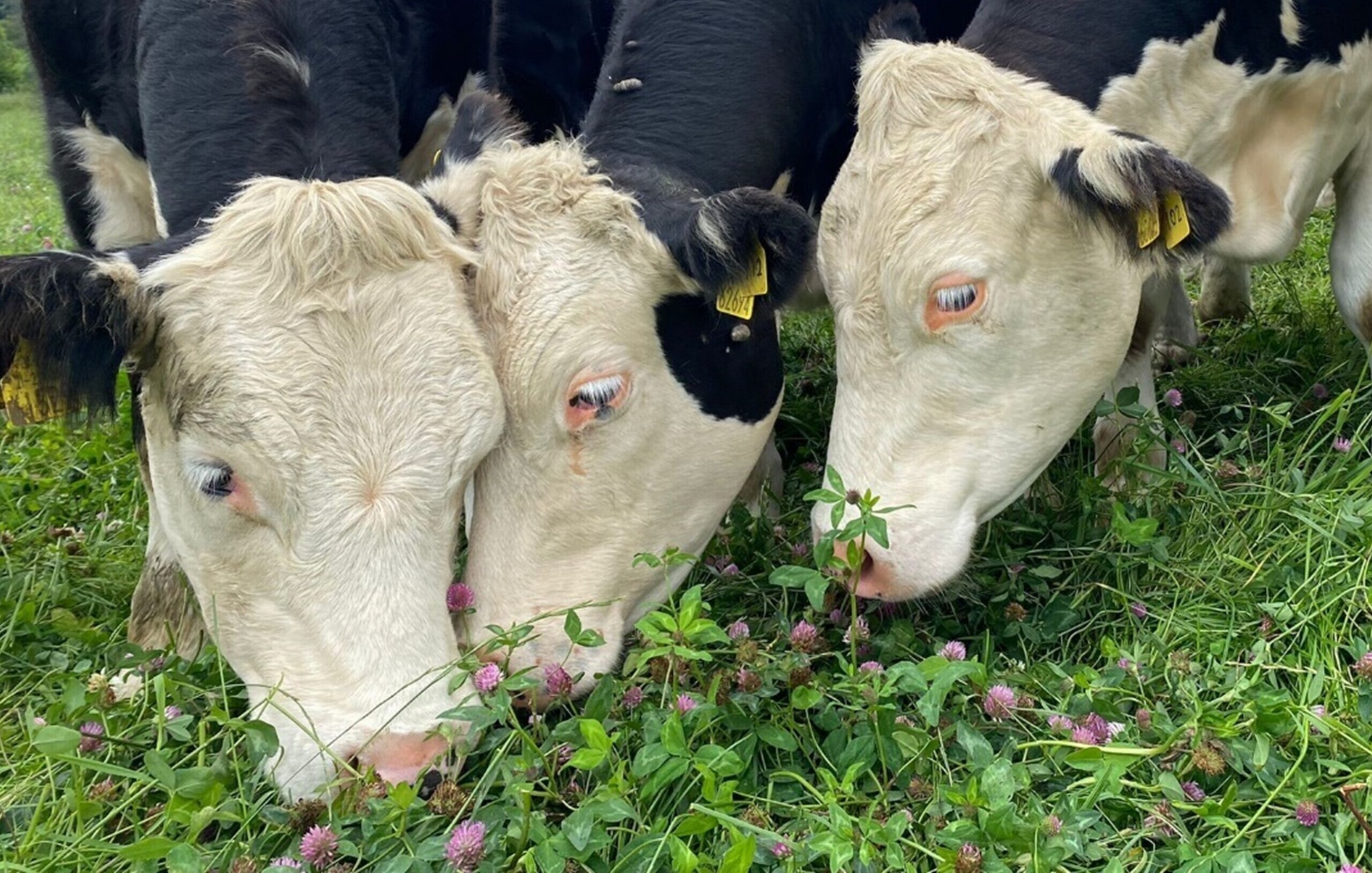 Cows grazing a multispecies sward at UCD’s Lyons Farm in Ireland by Fionnuala Godwin Three black and white cows closely grazing on a multispecies sward with green grass and clover.