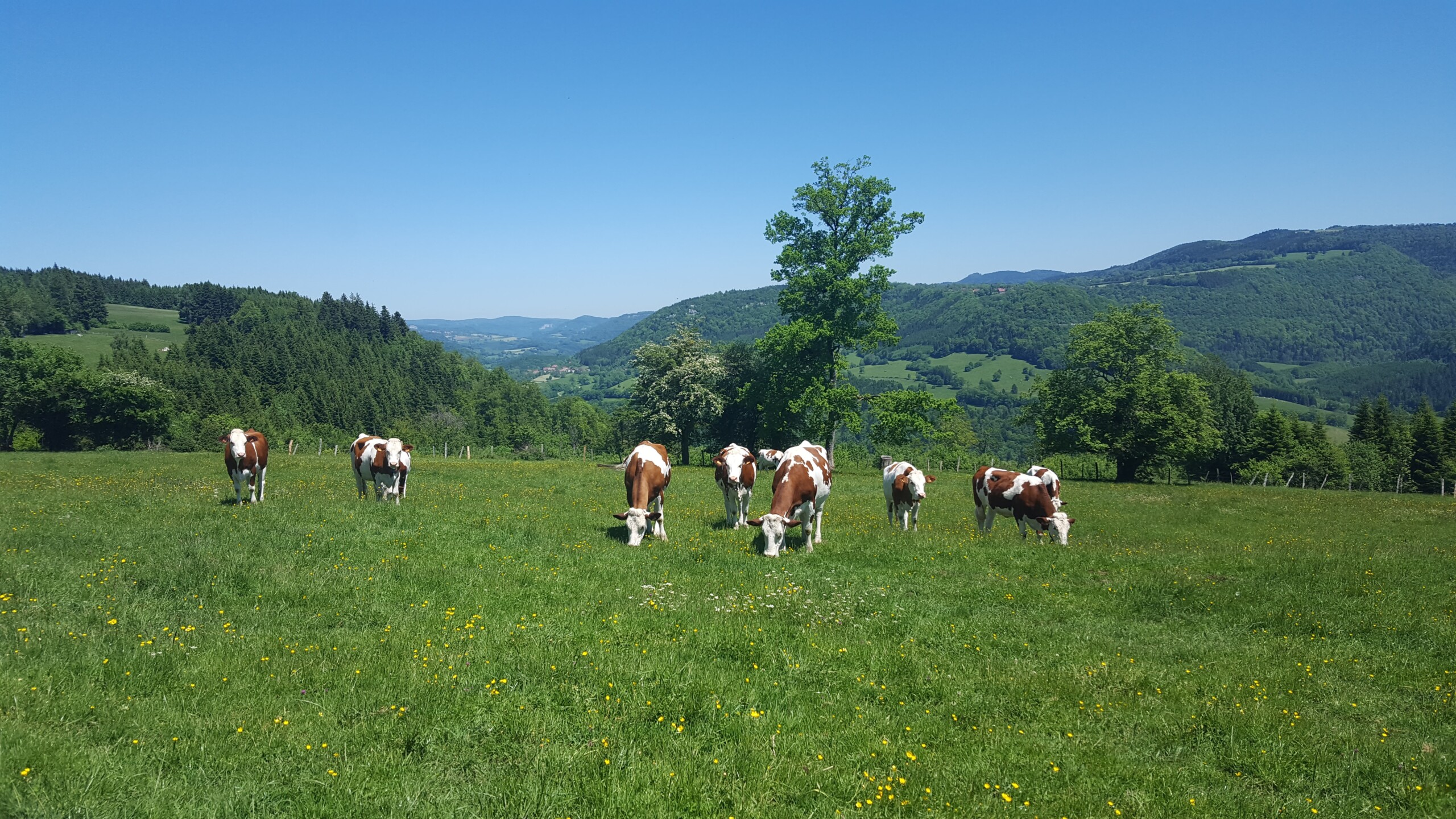 Several brown and white cows graze in a green meadow with rolling hills, trees, and distant mountains under a clear blue sky.