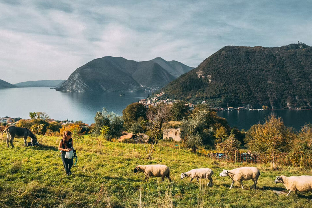 A person walks through a grassy hillside with a donkey and several sheep, overlooking a lake surrounded by forested mountains and a small village on the shoreline.
