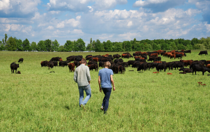 Two people walk through a green pasture toward a large herd of black and brown cattle under a partly cloudy sky, with trees lining the background.