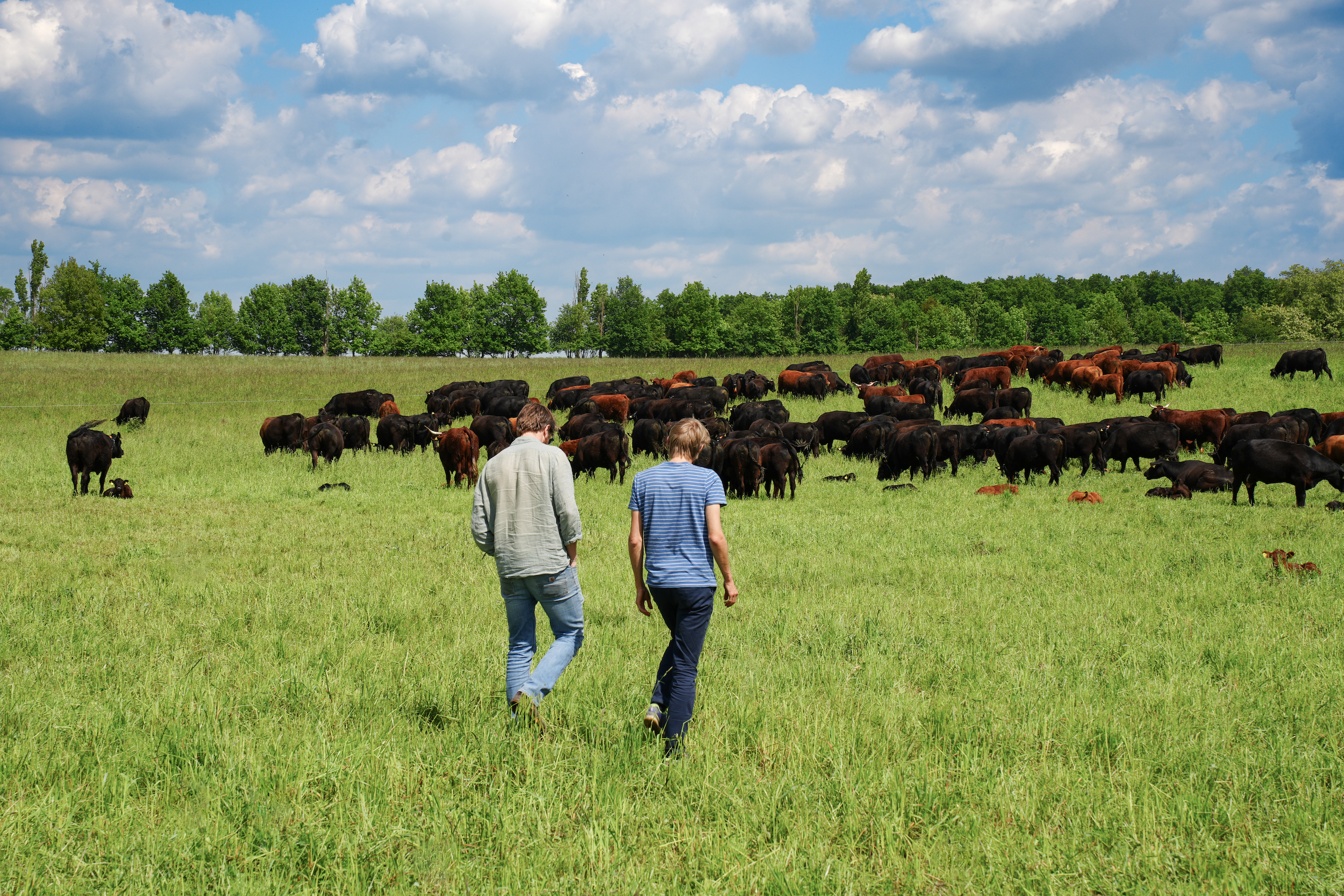 Two people walk through a green pasture toward a large herd of black and brown cattle under a partly cloudy sky, with trees lining the background.
