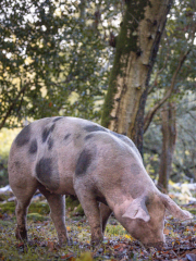 Three pigs foraging on a woodland floor among trees with dappled sunlight.