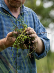 Farmer in a blue plaid shirt holding a clump of grass and soil, inspecting plant roots outdoors.