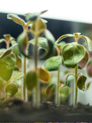 Close-up view of young green seedlings sprouting from soil under soft indoor lighting.