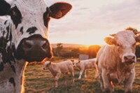 Close-up of a black and white cow with a herd of cows and calves in a sunlit pasture at sunset.