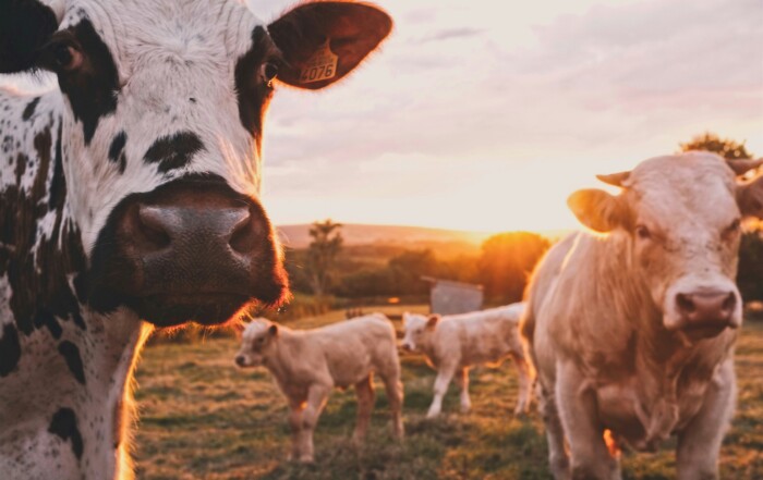Close-up of a black and white cow with a herd of cows and calves in a sunlit pasture at sunset.