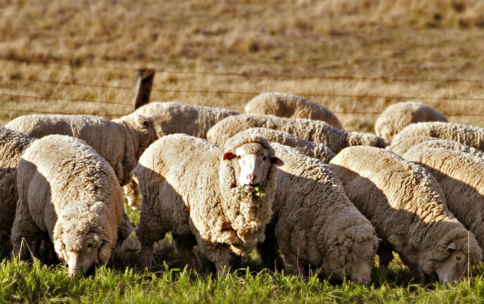 A flock of Australian merino sheep grazing on green grass in a rural field with a fence in the background.
