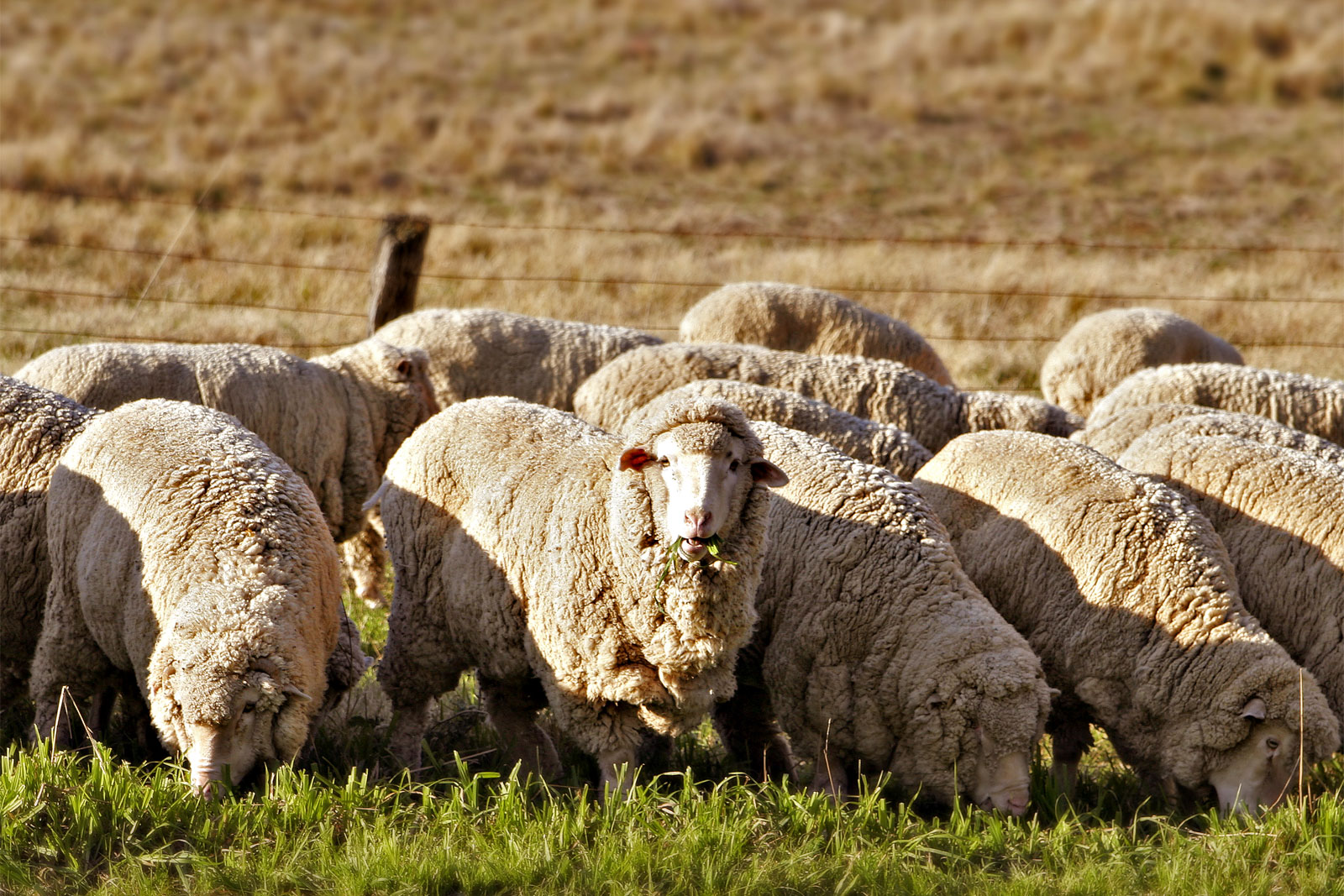 A flock of Australian merino sheep grazing on green grass in a rural field with a fence in the background.