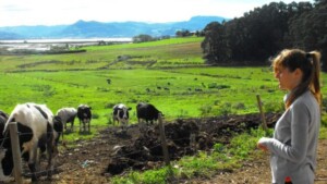 Woman standing near grazing cows in a lush green pasture with distant hills in Cantabria, Spain.
