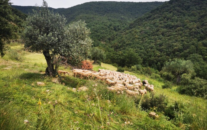 Sheep grazing on a hillside at a farm transitioning to regenerative agriculture in San Vicente de Labuerda, Spain.