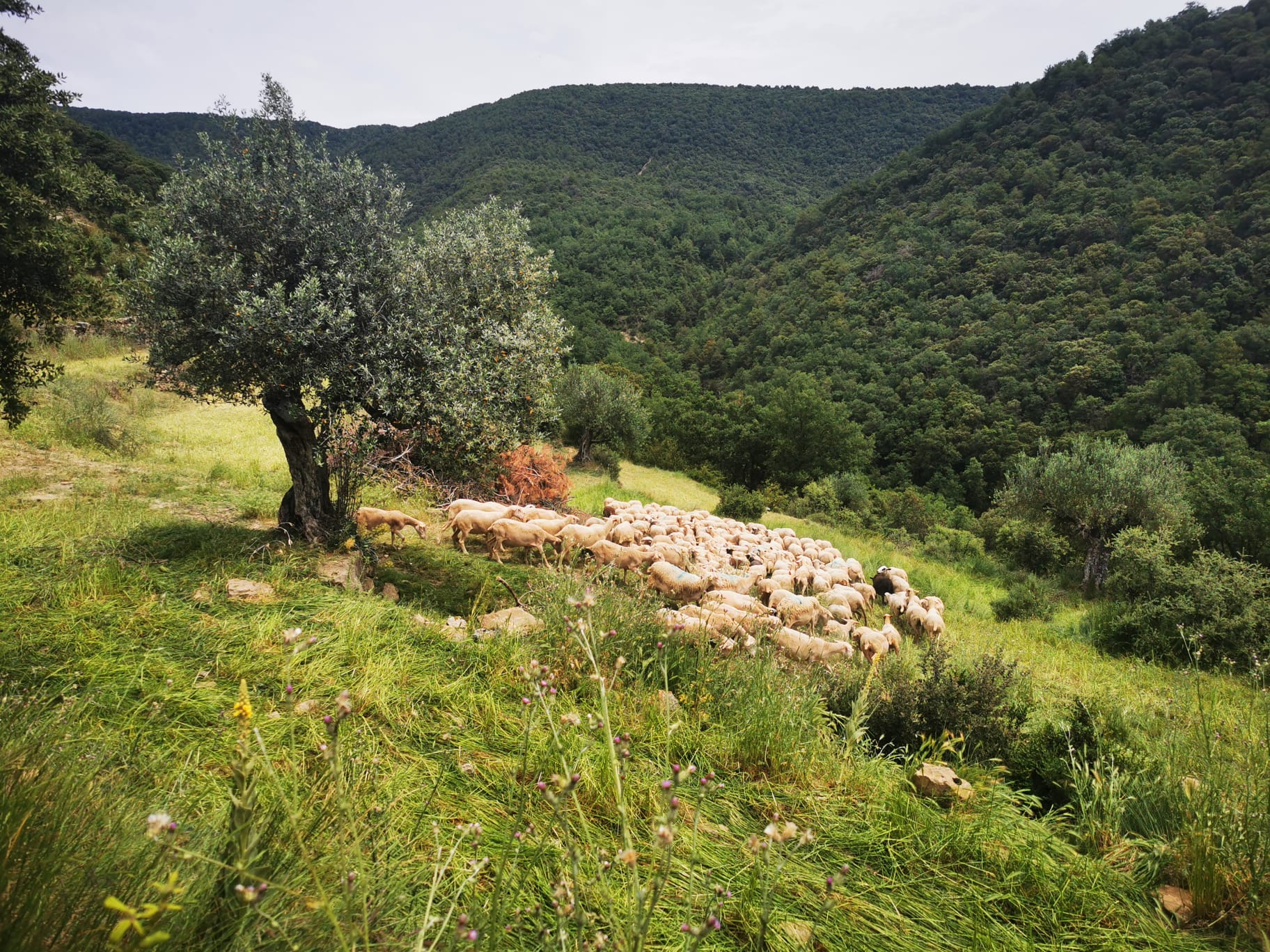 Sheep grazing on a hillside at a farm transitioning to regenerative agriculture in San Vicente de Labuerda, Spain.