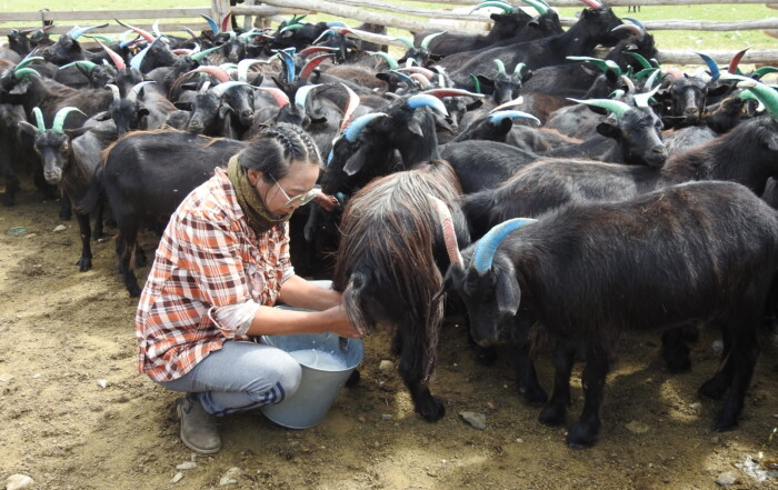 Woman milking a black cashmere goat surrounded by a herd in a Mongolian livestock pen.
