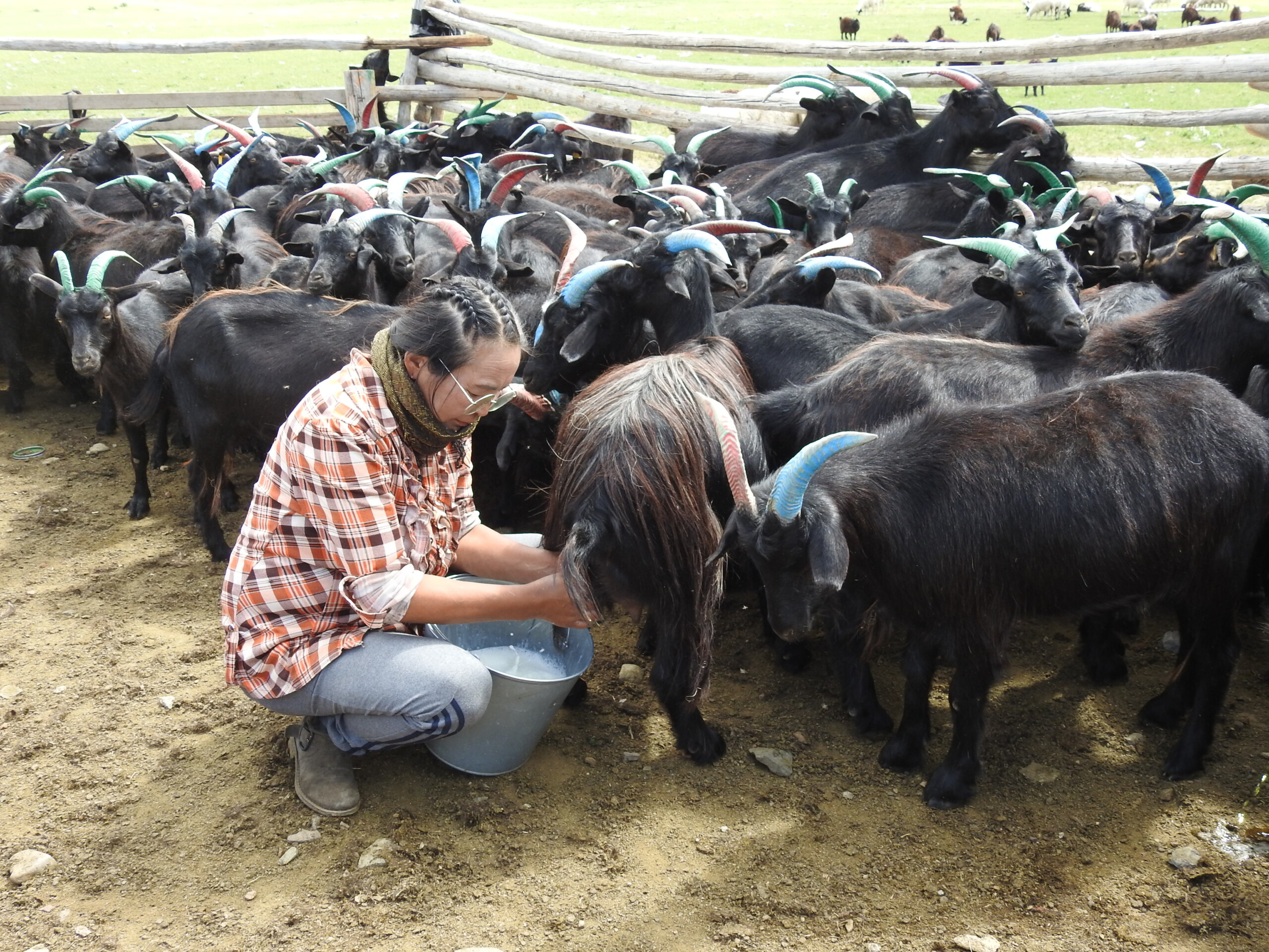 Woman milking a black cashmere goat surrounded by a herd in a Mongolian livestock pen.