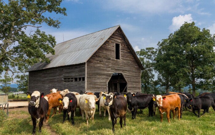 A herd of mixed-breed cattle grazes in front of a weathered wooden barn on a sunny North Carolina farm.