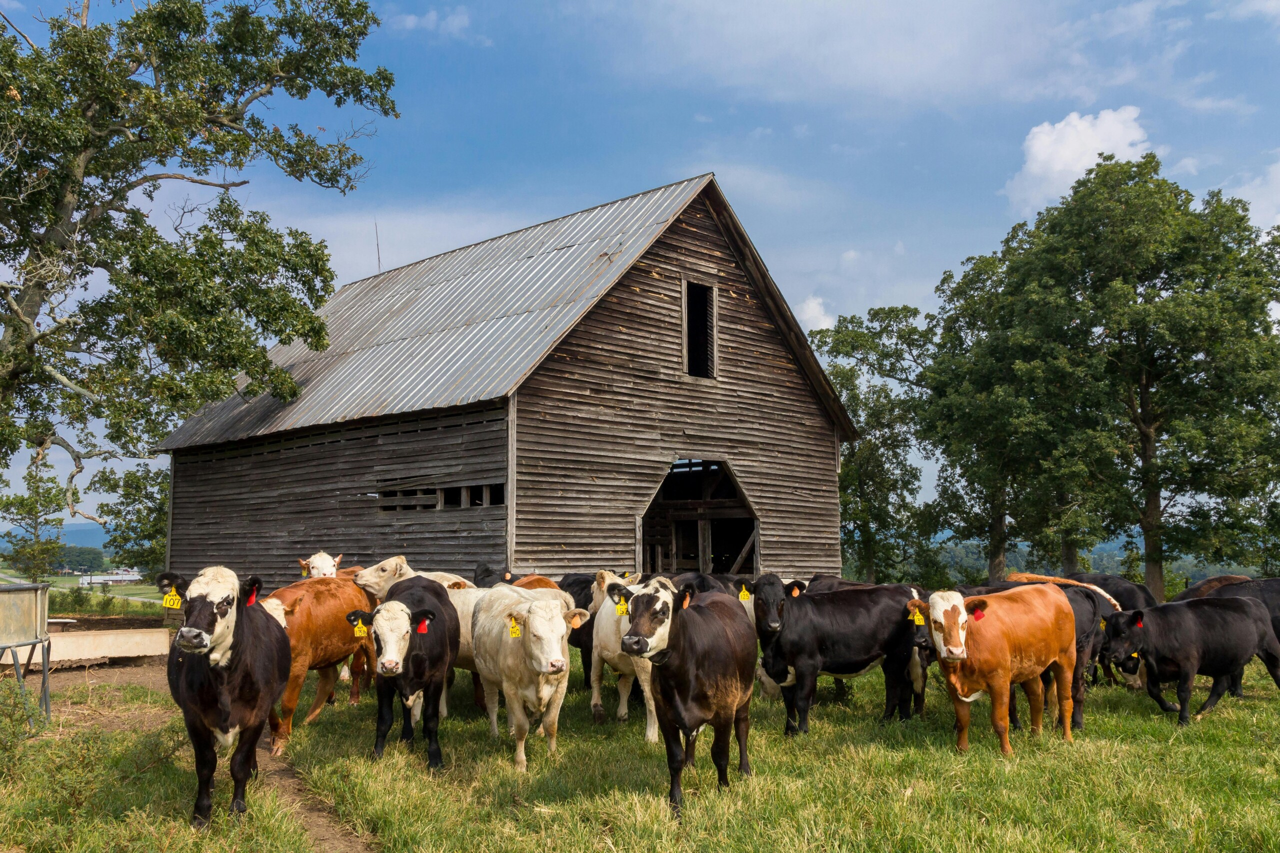 A herd of mixed-breed cattle grazes in front of a weathered wooden barn on a sunny North Carolina farm.