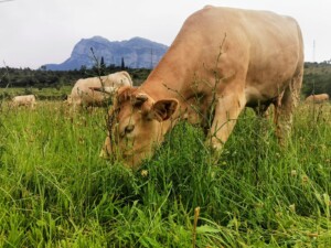 Sheep grazing regeneratively under trees on a mountain pasture in the Pyrenees.