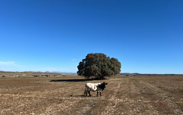 Murcian‑Levantine cow standing in a dry open field near a lone tree under a wide blue sky at La Junquera farm in southeast Spain.