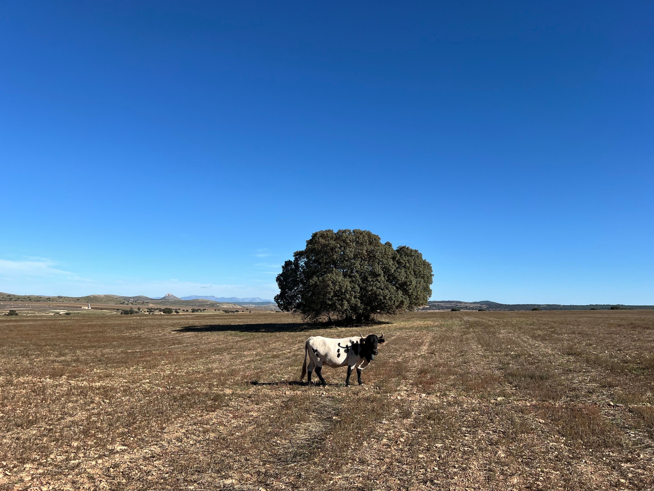 Murcian‑Levantine cow standing in a dry open field near a lone tree under a wide blue sky at La Junquera farm in southeast Spain.