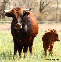 Adult Murcian‑Levantine cow with curved white-tipped horns standing in a green pasture beside a light brown calf at La Junquera regenerative farm in southeast Spain.
