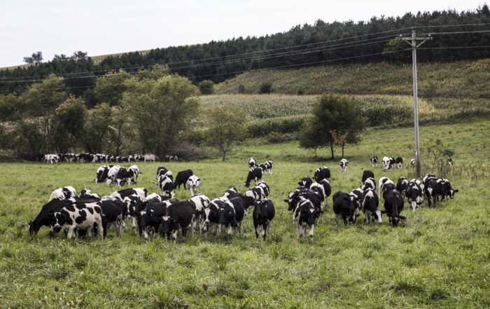 Dairy cows grazing on green pasture in Trempealeau County, Wisconsin.
