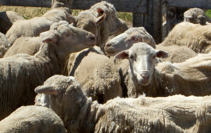 Close-up of a flock of Patagonian sheep in a wooden corral, illustrating grazing and regenerative agriculture on the Patagonian steppe