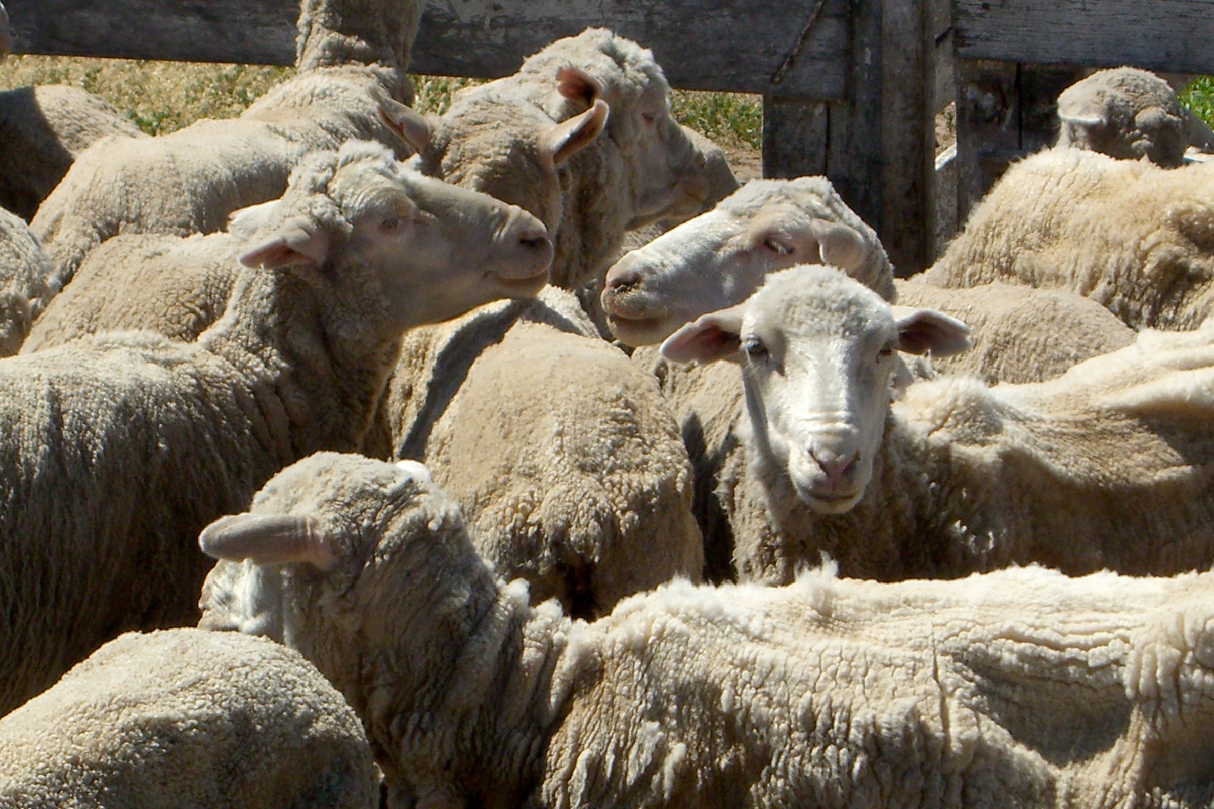 Close-up of a flock of Patagonian sheep in a wooden corral, illustrating grazing and regenerative agriculture on the Patagonian steppe